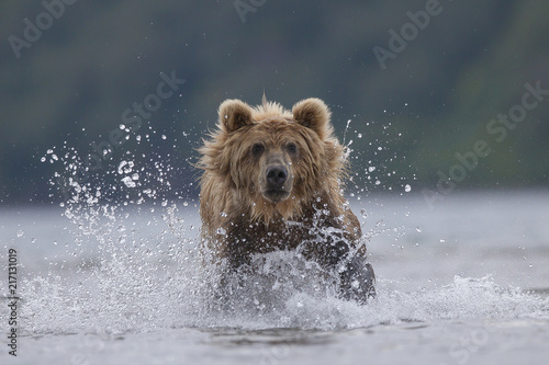 Brown bear (Ursus arctos), hunting, Kamchatka, Russia, Europe photo