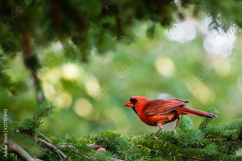 Sticker Northern Cardinal in a green frame with a blurry background