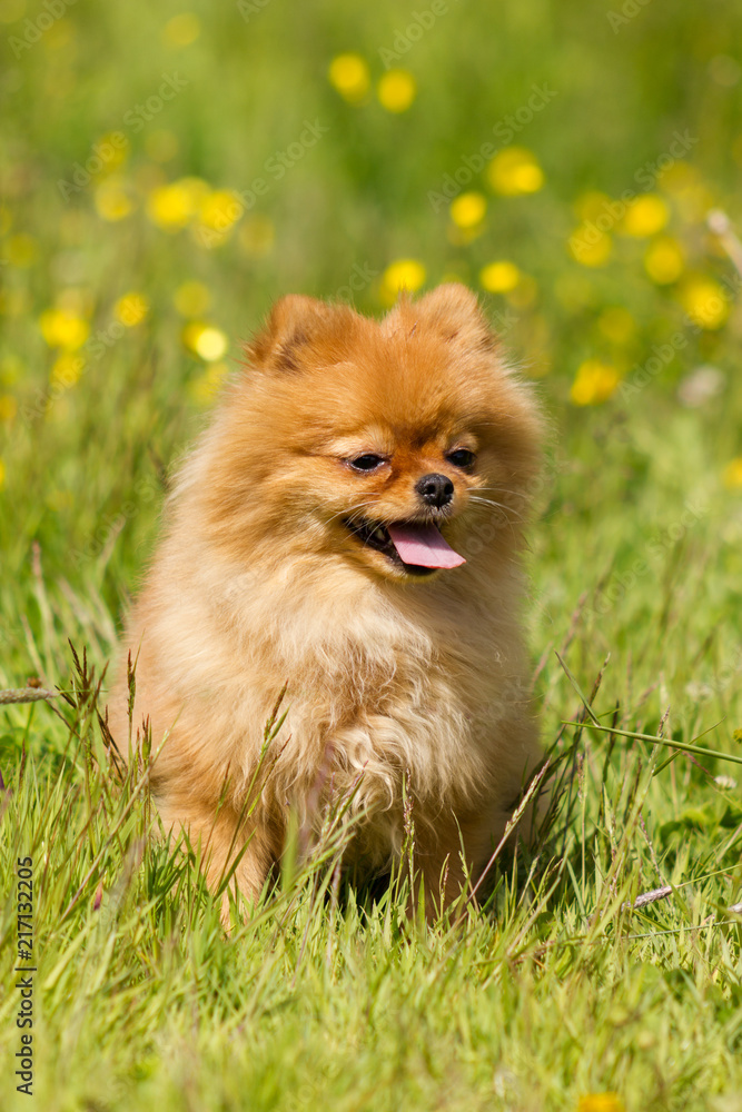 Pomeranian in flowers Pomeranian in flowers