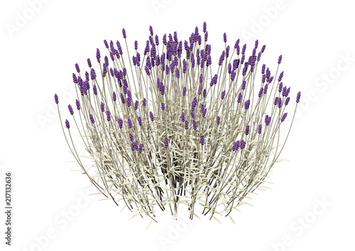 3D Rendering Lavender Flowers on White