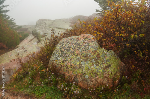 Stony terrain with flowers among the stones. Rainy foggy cloudy autumn day. Acadia National Park in autumn. USA. Maine. 