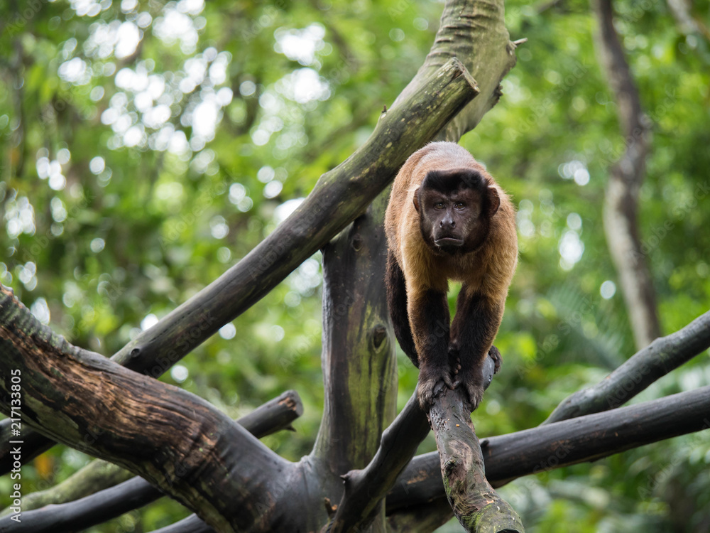 Naklejka premium Brown Capuchin Monkey