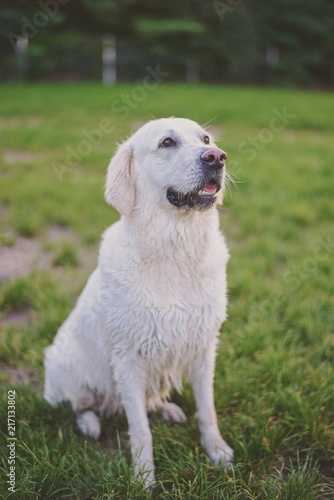White Labrador sitting on the grass