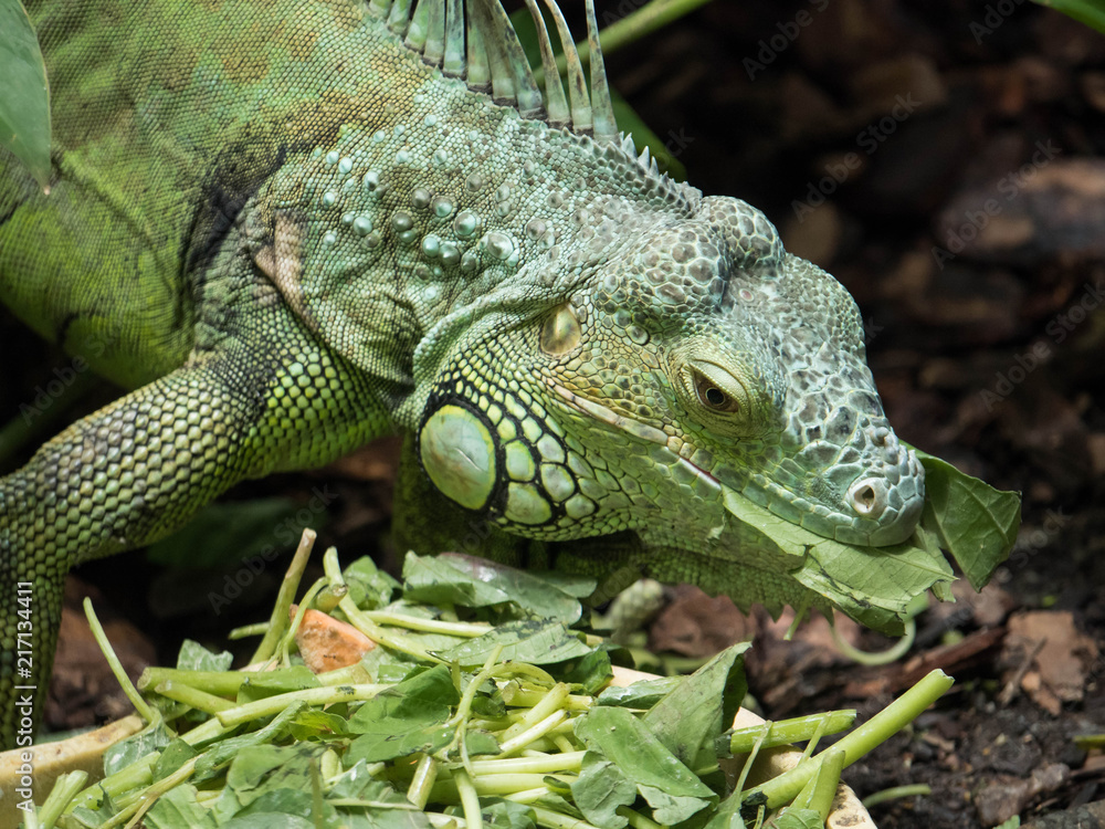 Obraz premium Green Iguana Eating