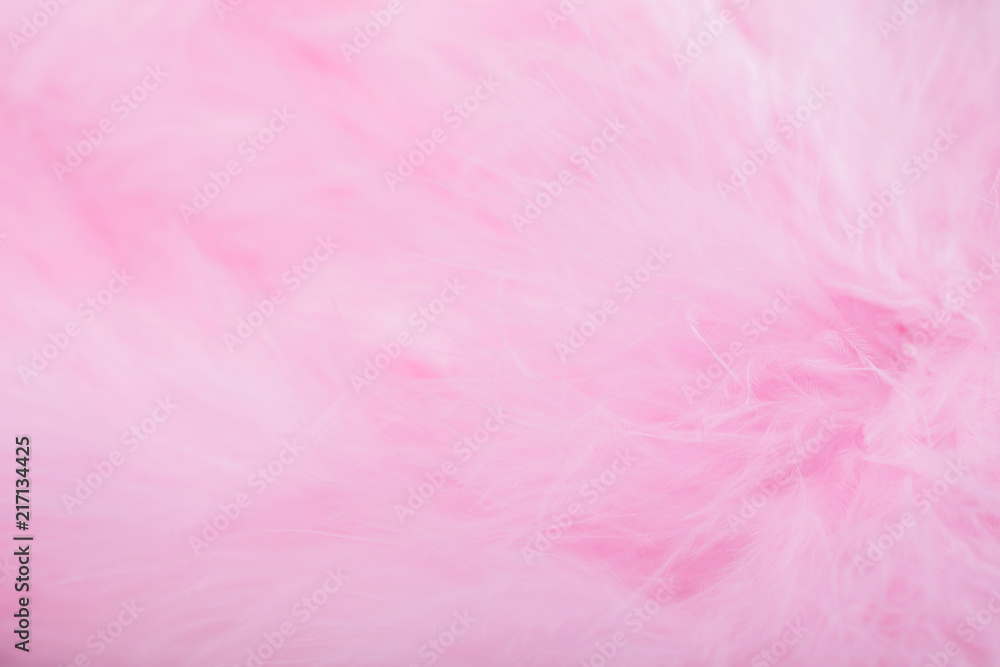 Pink bird feathers in soft and blur style, Fluffy pink feather background
