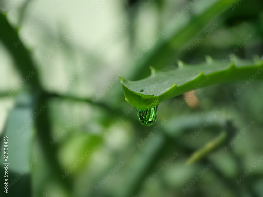 aloe leaf with dripping clear juice aloe leaf with dripping clear juice