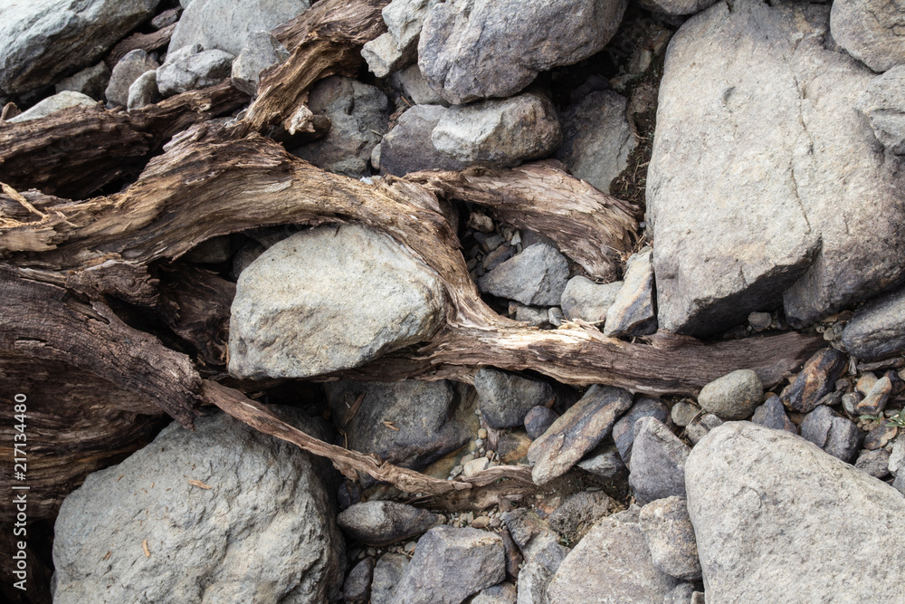 Tree roots & stones in a dry reservoir Tree roots & stones in a dry reservoir