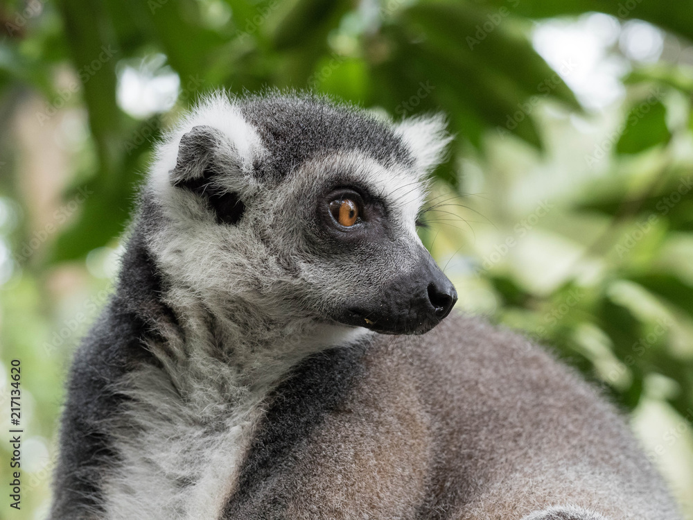 Fototapeta premium Ring Tailed Lemur
