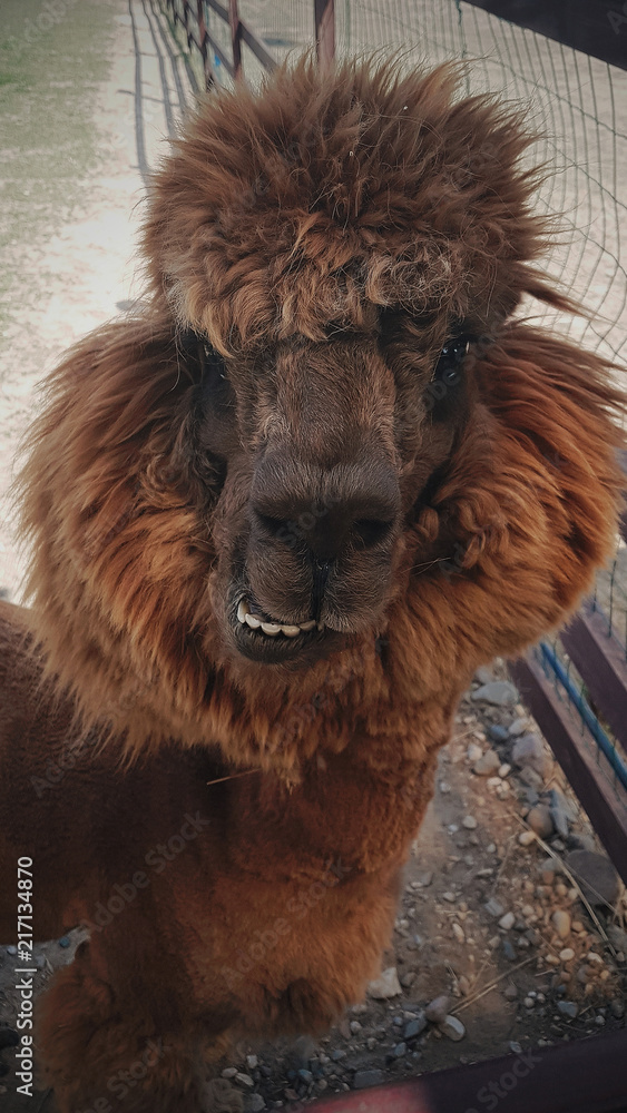 Funny alpacas, Fluffy llamas, Zoo, Farm, Selective focus