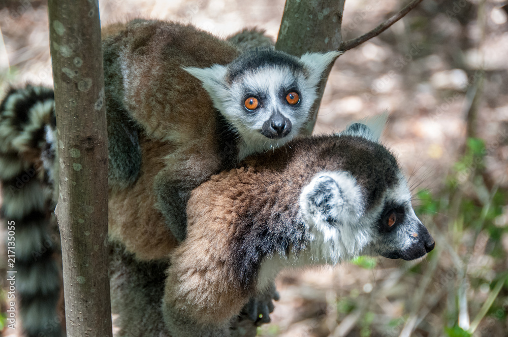 Obraz premium Lemur catta and her baby