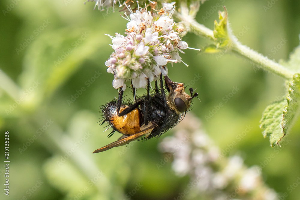 seltene insekten seltene insekten