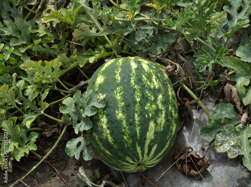 In the field ripen watermelons