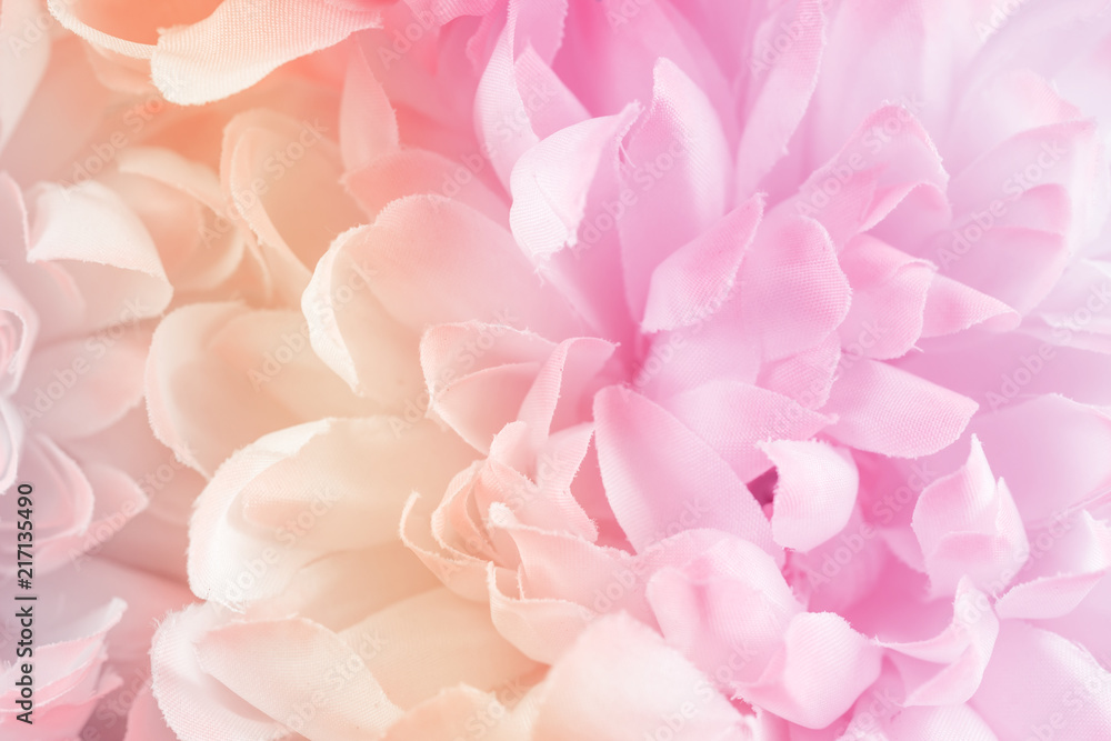 Obraz premium Chrysanthemum flowers in soft pastel color and blur style for background