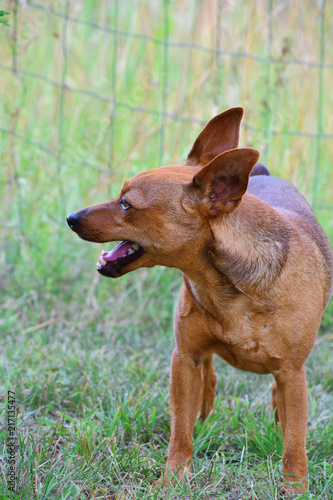 Brown miniature pinscher standing on green grass profile view with copy space for text.