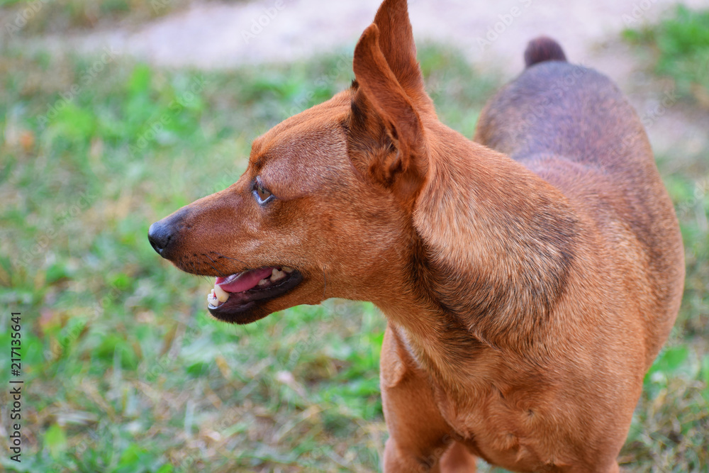 Brown miniature pinscher standing on green grass profile view with copy space for text. Brown miniature pinscher standing on green grass profile view with copy space for text.