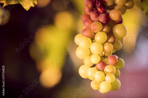 Vineyard close up juicy vine