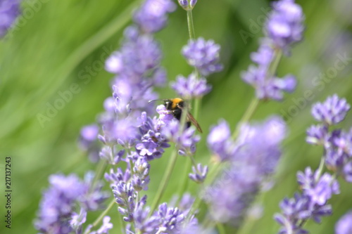 Fototapeta Naklejka Na Ścianę i Meble -  Bienen und Blumen