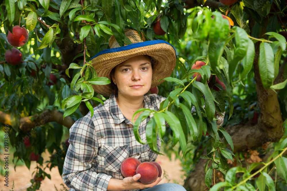 Young woman gardener in hat picking fresh  peaches from tree