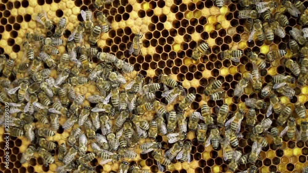 Honey bee on a honeycomb producing honey with nectar
(slow motion) Honey bee on a honeycomb producing honey with nectar
(slow motion)