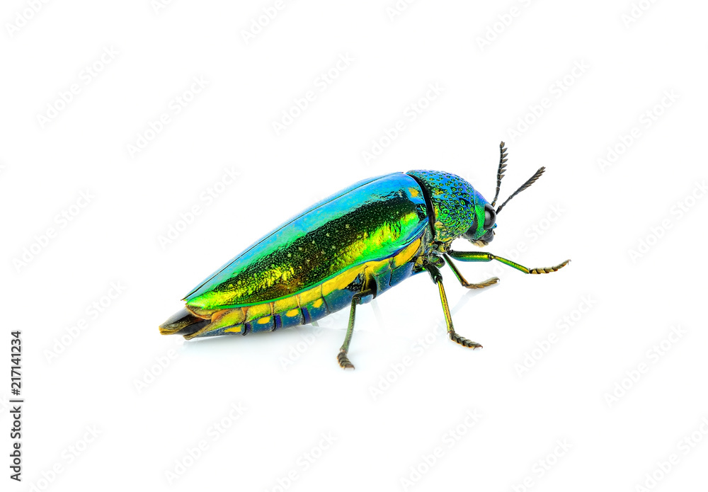 Fototapeta premium metallic wood-boring beetle isolated on white background.