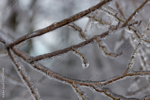 Branches fully encapsulated in ice