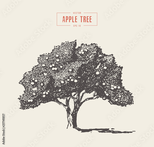High detail vintage apple tree vector drawn