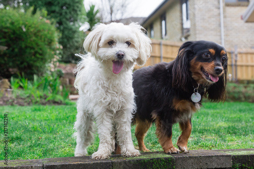 Two small mixed breed dogs in the garden happy looking at the camera