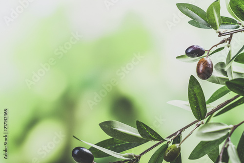Green olive tree branch