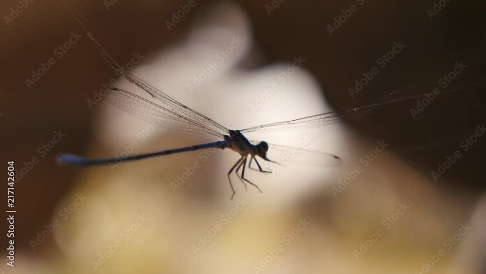 Damselfly caught in spider web Damselfly caught in spider web