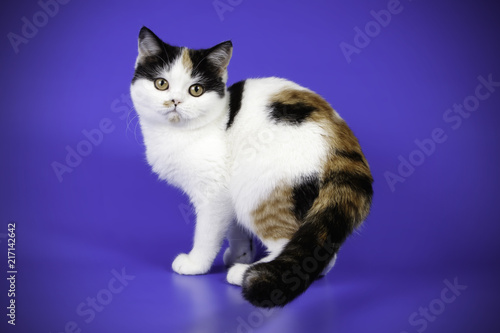 scottish straight shorthair cat on colored backgrounds