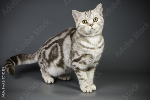 scottish straight shorthair cat on colored backgrounds