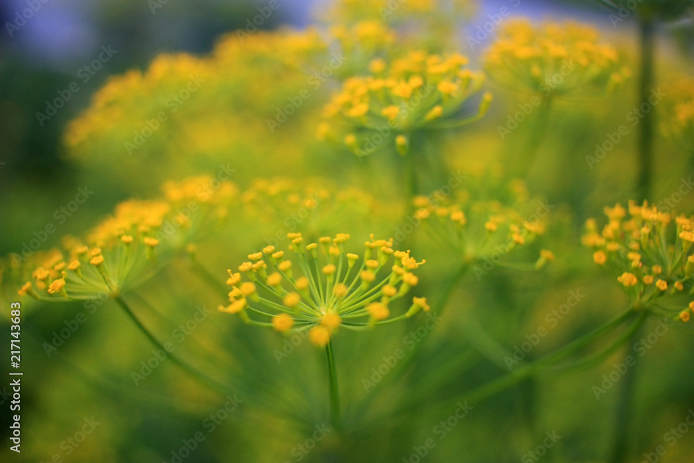 Obraz premium Flower of dill in the garden