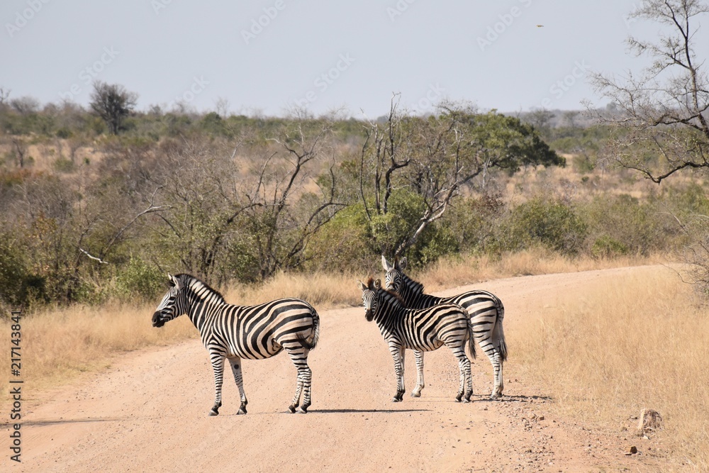 Obraz premium Zebras