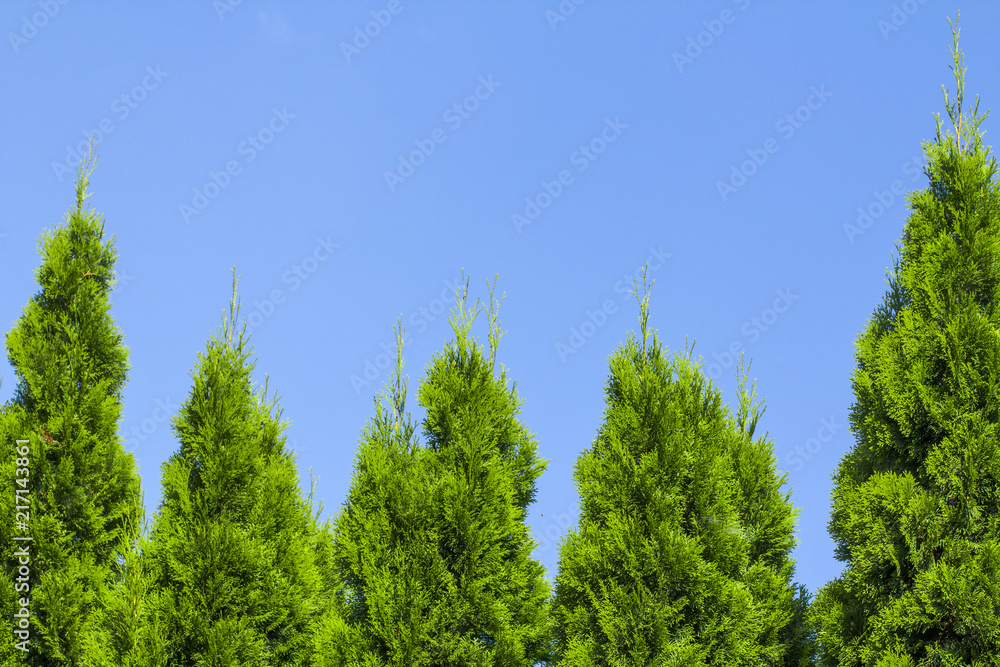Green Hedge of Thuja Trees, nature, background Against the background of the blue sky Green Hedge of Thuja Trees, nature, background Against the background of the blue sky
