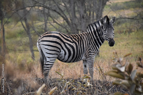 Zebra