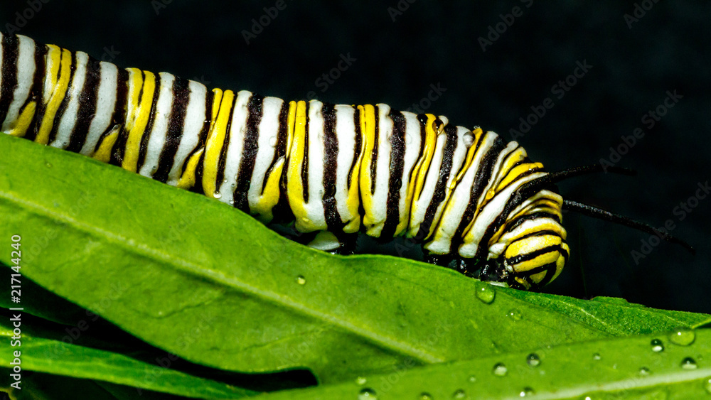 Naklejka premium Caterpillar of Monarch Butterfly