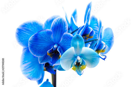 Fototapeta Naklejka Na Ścianę i Meble -  Macro shot of a blue Orchid