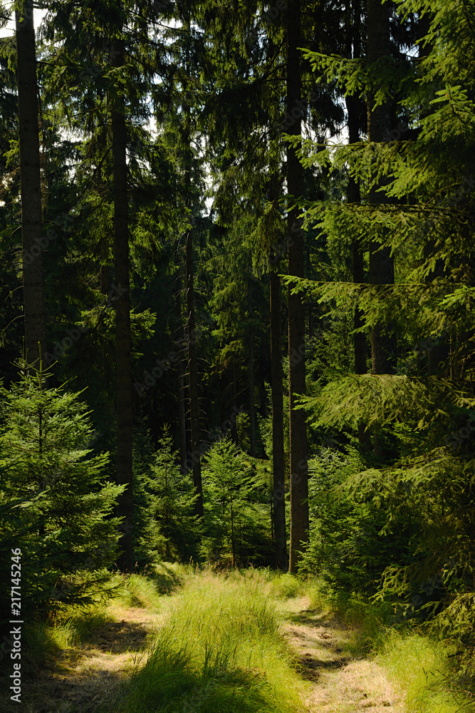 Fototapeta Daily sunny light in wild nature of german Ore Mountains on 28th july 2018