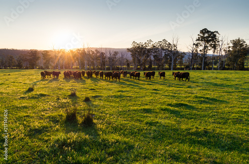 Fotótapéta Cows in a paddock near Marysville in rural Victoria, Australia