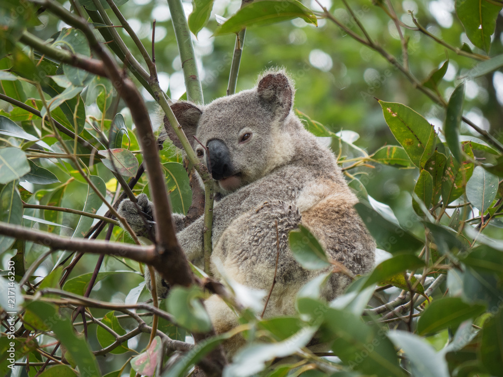 Obraz premium Koala in Australia