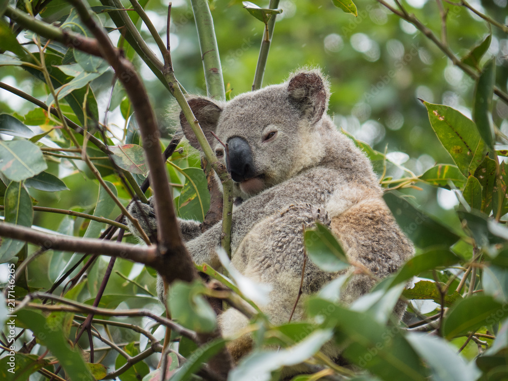 Naklejka premium Koala in Australia