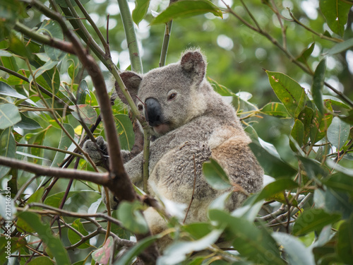 Fototapeta Naklejka Na Ścianę i Meble -  Koala in Australia