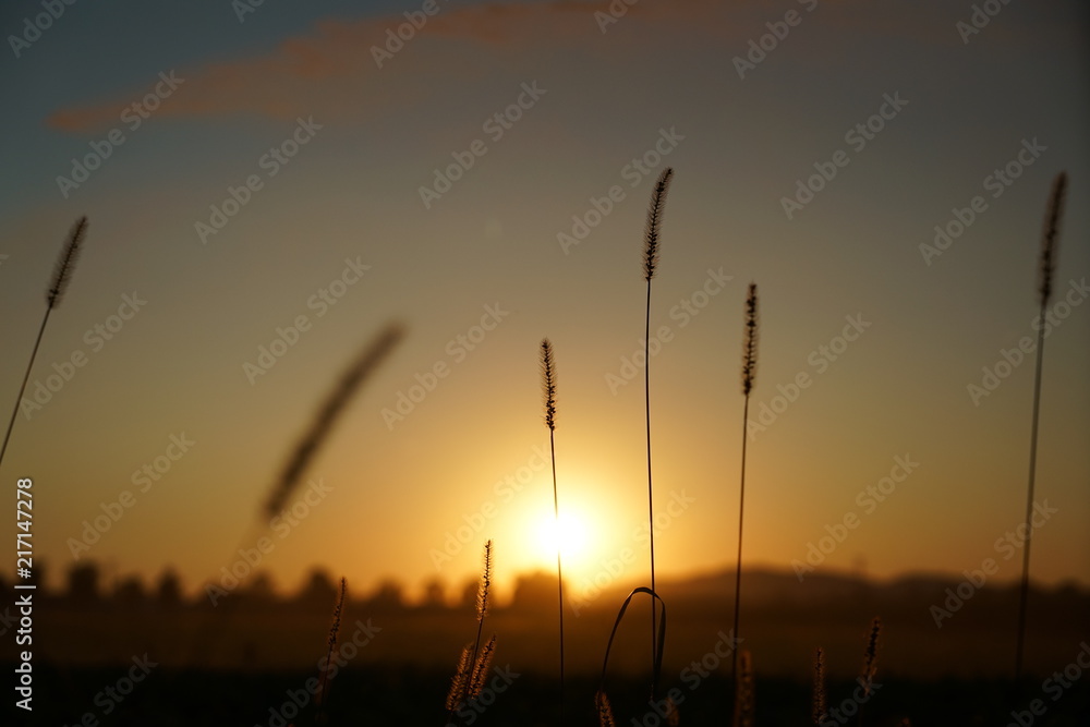 Blooming grass in summer in Germany in sunset photographed
