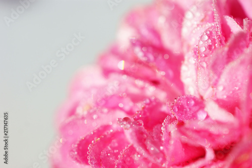 rose flower covered with drops of morning dew mist on black background