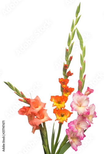 Fototapeta Naklejka Na Ścianę i Meble -  Beautiful bouquet of multicolored gladiolus flowers isolated on white background. Yellow, red, orange, green. Flat lay, top view
