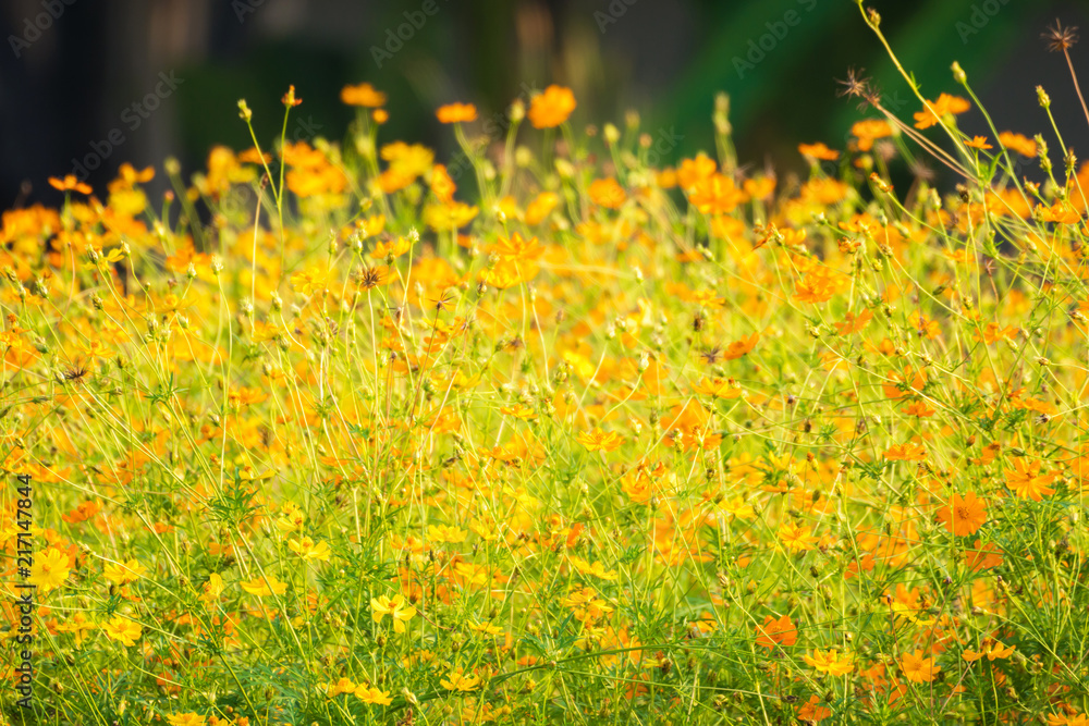 Obraz premium Orange cosmos flower background in the garden