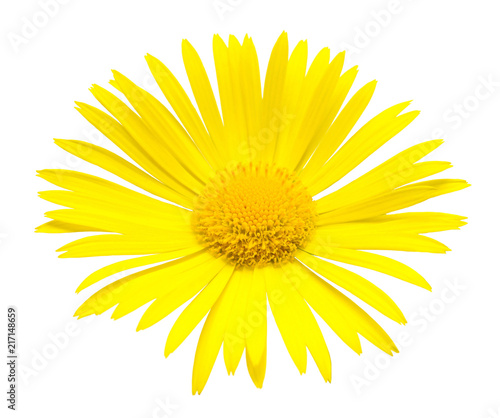 Yellow daisy isolated on a white background. Flowers card. Flat lay, top view