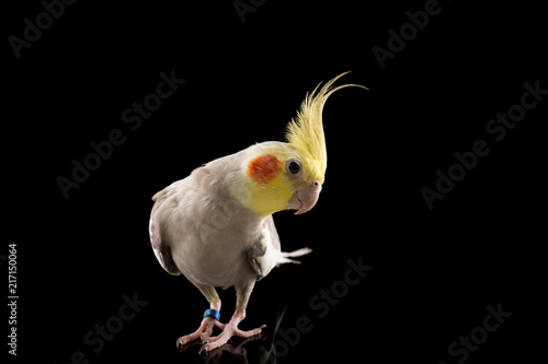 Cockatiel  cute parrot posing for the camera  studio  isolated on black background