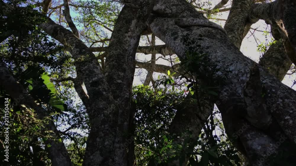Wild African tree with unique shapes. Wild African tree with unique shapes.