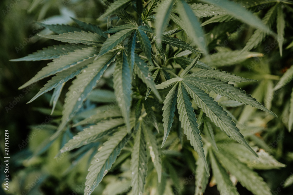 Dark green closeup of a medical and recreational cannabis plant.